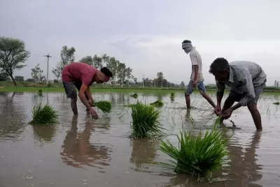 Area under kharif crop increases to Rs 1,065 lakh hectares amid better monsoon Area under kharif crop increases to Rs 1,065 lakh hectares amid better monsoon