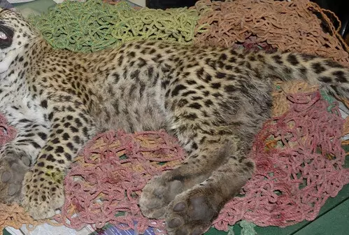 MP: Namibian Cheetah dies at Kuno National Park