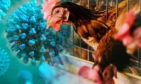 Odisha health dept on toes over suspected Bird Flu infection in Puri man