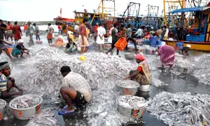 Experts call for incentives to fishermen for adopting sustainable practices