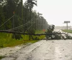 Man dies after tree falls on car amid severe winds in Australia Man dies after tree falls on car amid severe winds in Australia