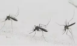 Dengue cases exceed 13,000 in Laos this year