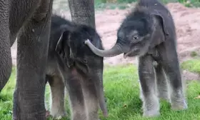 Rare twin elephants born in Myanmar