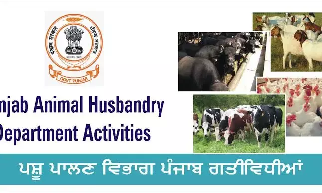 Punjab Targets 30-Lakh Artificial Inseminations to Boost Milk Production