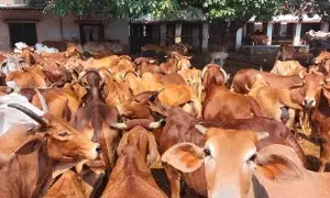 Punjab targets 30 lakh artificial inseminations of livestock