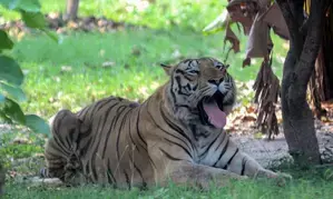 Woman hospitalised after tiger attack at theme park in Australia