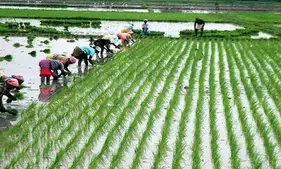 TN Civil Supplies Corporation to procure A grade paddy at Rs 2,450 per quintal MSP