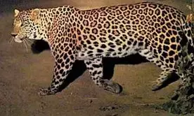 3 injured in leopard attack in Rajasthan