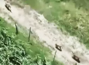 Wolf attacks continue in Bahraich, death toll touches 8 Wolf attacks continue in Bahraich, death toll touches 8