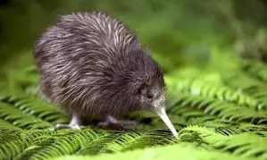 Study reveals New Zealands true ancient species, kiwi birds not on list