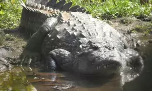 New offences introduced for interacting with crocodiles in Australia