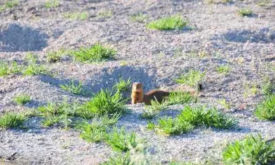 Mongooses eradicated on Japans world heritage island
