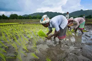 Favourable monsoon boosts paddy sowing beyond normal levels this year Favourable monsoon boosts paddy sowing beyond normal levels this year
