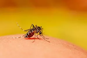 Ktaka govt notifies dengue fever as epidemic disease