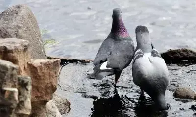 Record-breaking heat sweeps Latvia in early September