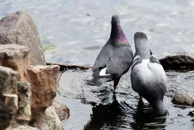 Record-breaking heat sweeps Latvia in early September
