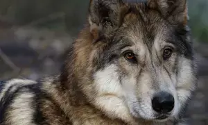 Family of 5 injured in wolf attack in MP