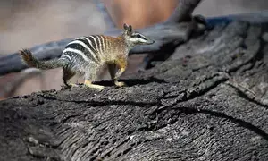 Australia failing to protect threatened species from extinction: WWF report