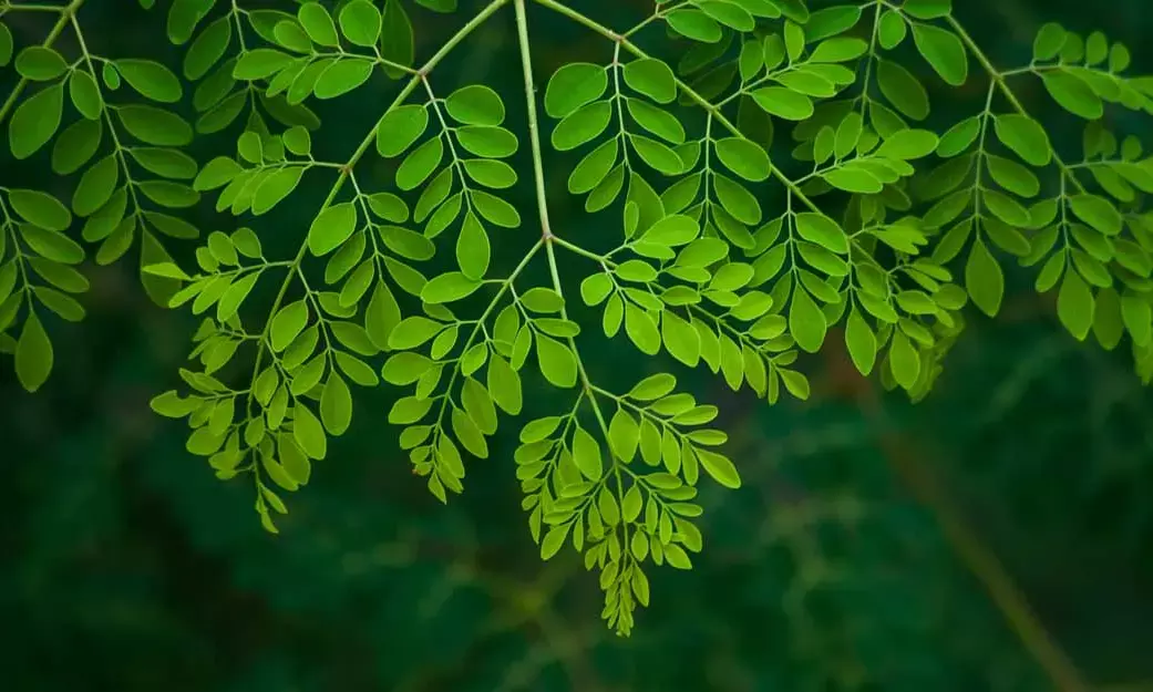 Drumstick Leaves: Natures Powerhouse for Health and Longevity