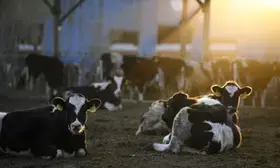 EU to support Danish climate-friendly dairy production with aid