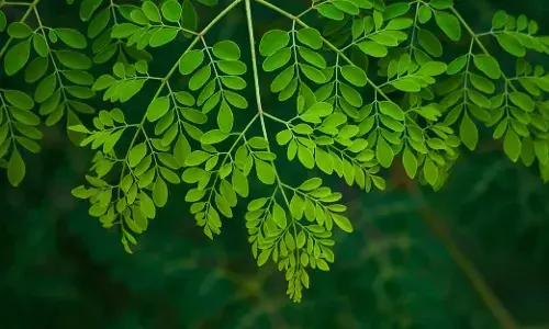 Drumstick Leaves: Natures Powerhouse for Health and Longevity