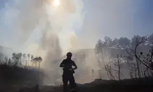 Bolivia declares national emergency over forest fires
