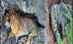 55 tigers, 41 elephants died in Odisha in last 10 years: Minister