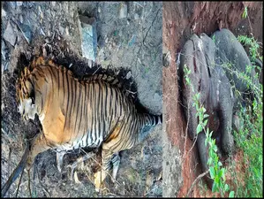 55 tigers, 41 elephants died in Odisha in last 10 years: Minister