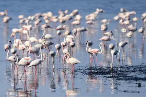 Conservation efforts for flamingos in Turkish lake show progress