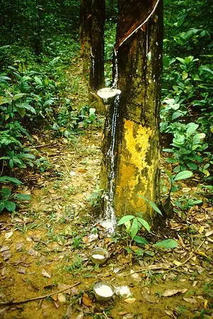 Malaysias natural rubber production increases 27 per cent in July