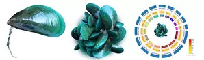 CMFRI decodes genome sequence of Asian green mussel CMFRI decodes genome sequence of Asian green mussel