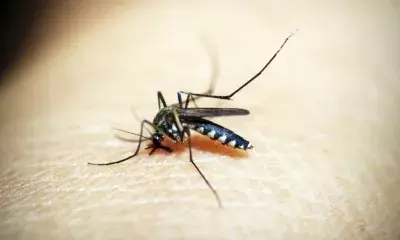 Vadodara sets up 28-bed dedicated treatment ward to tackle dengue