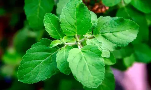 Tulsi: A Sacred Herb with Unmatched Health Benefits