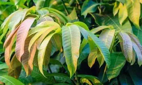 Mango Leaves: The Hidden Health Benefits You Didnt Know About