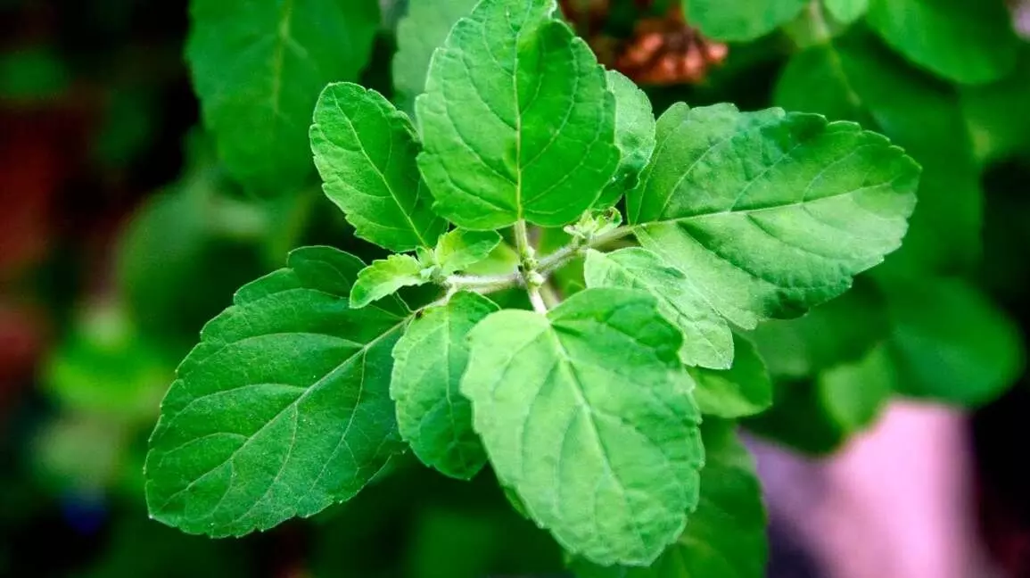 Tulsi: A Sacred Herb with Unmatched Health Benefits Tulsi: A Sacred Herb with Unmatched Health Benefits