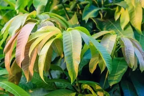 Mango Leaves: The Hidden Health Benefits You Didnt Know About Mango Leaves: The Hidden Health Benefits You Didnt Know About