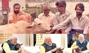 Then and now: PM Modis fondness for cows remains the same