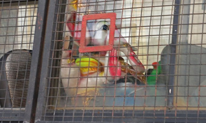 Lord Ganpati being put behind bars: PM Modi castigates Congress for ‘insulting’ Hindu deity