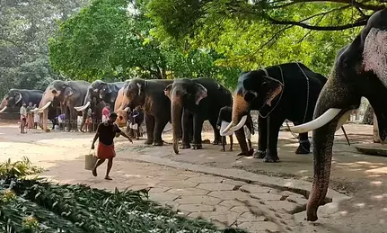 Temple elephants: Animal activists petition TN govt to end practice