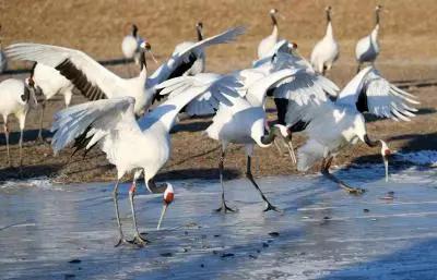 Man held in Pakistan for smuggling cranes