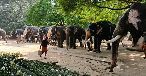 Temple elephants: Animal activists petition TN govt to end practice