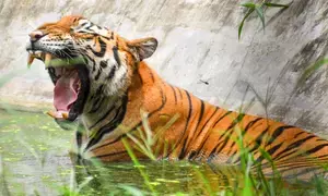 Tiger kills man in Bihar’s West Champaran