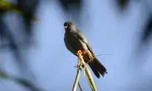 Manipur bans hunting migratory Amur falcons, prepares to greet its winged guests