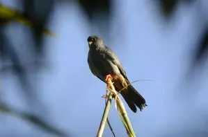 Manipur bans hunting migratory Amur falcons, prepares to greet its winged guests