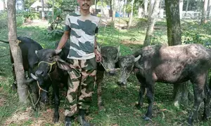 BSF arrests two Bangladeshi smugglers in Bengal, recovers six heads of cattle