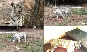 Tigress Riddhi dies in MP’s Van Vihar