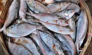 Bangladesh reverses export ban on Hilsa fish to India ahead of Durga Puja
