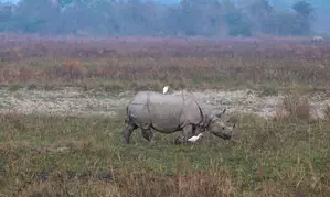 PM Modi reiterates govts efforts to protect rhinos, urges people to visit Kaziranga
