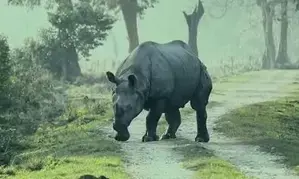 Rhino poaching dropped by 86 per cent in Assam due to double engine govt: CM Sarma