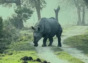 Rhino poaching dropped by 86 per cent in Assam due to double engine govt: CM Sarma Rhino poaching dropped by 86 per cent in Assam due to double engine govt: CM Sarma
